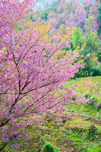 樱花花正在盛开的花朵在 pangkhon 山清莱