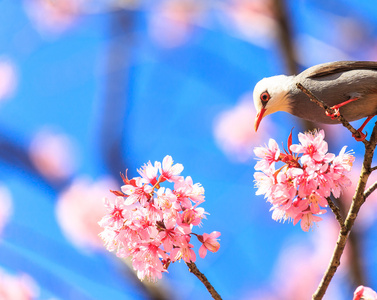 在樱花树枝上的白头鹎鸟。