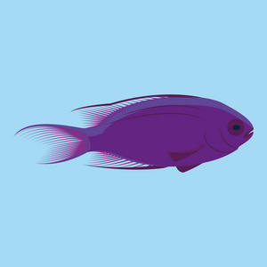 矢量紫色鱼孤立在蓝色背景