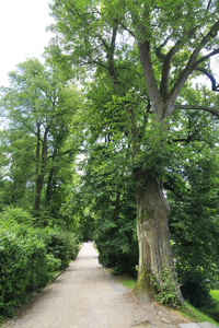巨大的老树，花园里的城堡科诺皮什泰