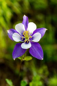 蓝色耧斗菜开花