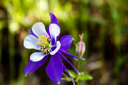 蓝色耧斗菜开花