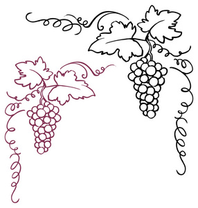 葡萄 & 藤架照片