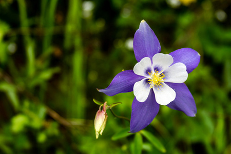 蓝色耧斗菜开花