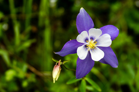 蓝色耧斗菜开花