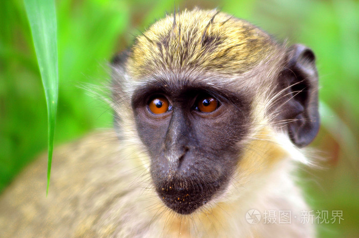 在塞内加尔非洲绿猴