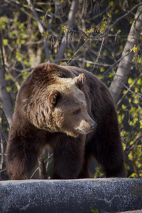 棕色的熊在森林中