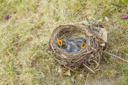 小乌鸦只是把蛋留在巢照片