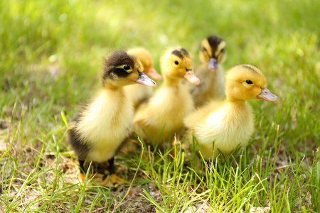 在绿色草地上的小可爱鸭子
