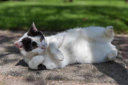 睡在花园里的黑猫和白猫