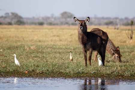 女性 waterbucks