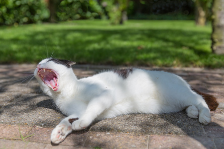 睡在花园里的黑猫和白猫