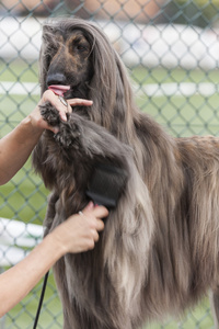 阿富汗猎犬