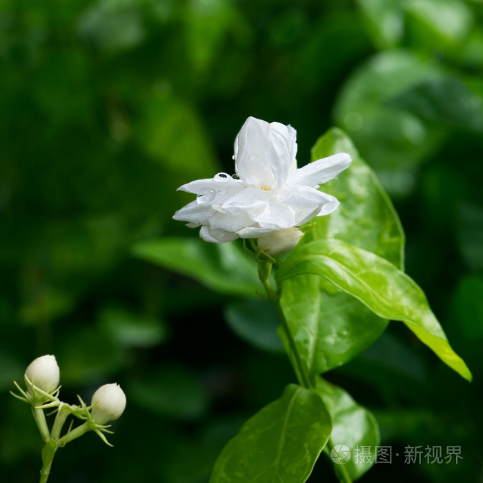 朵美丽的茉莉花与叶