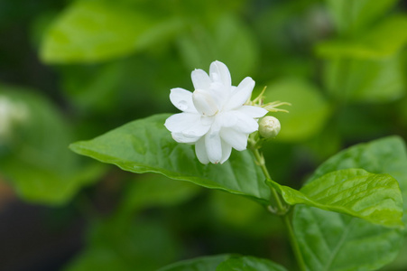朵美丽的茉莉花与叶照片