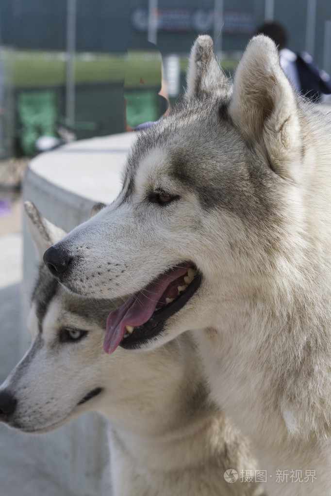 捷克斯拉夫wolfdog