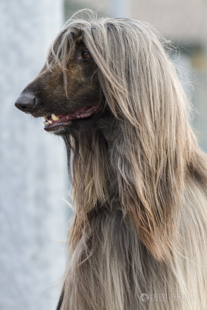 3456*5184px发票合同问题/猎犬猫狗动物可爱宠物小狗查看作者其他作品