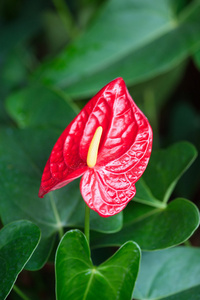 明亮的红色anthurium，也被称为火烈鸟花。