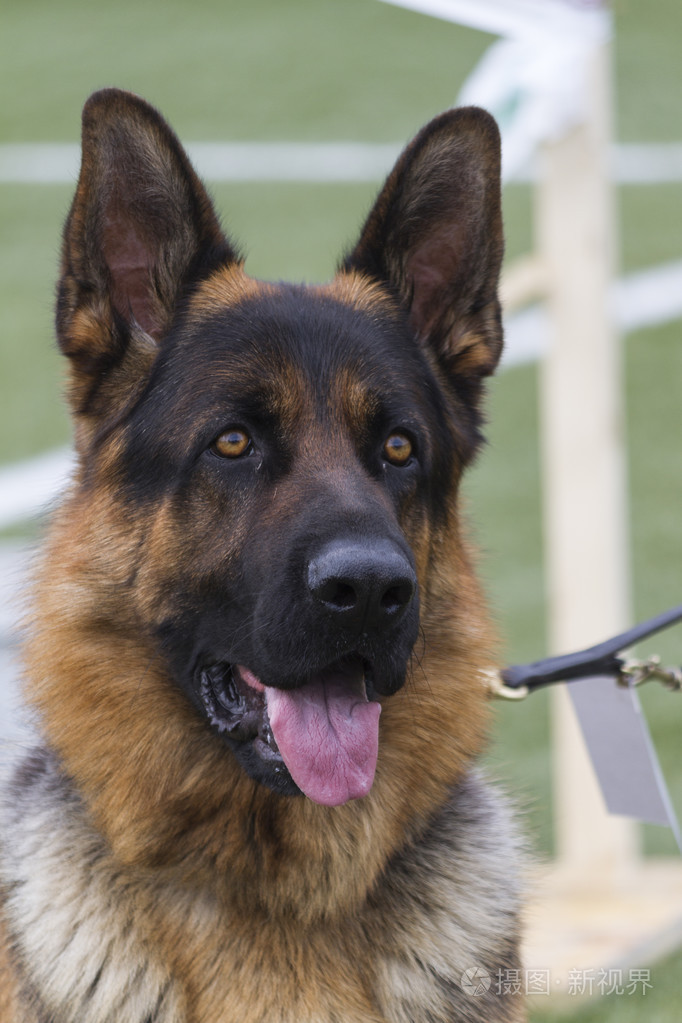 德国牧羊犬