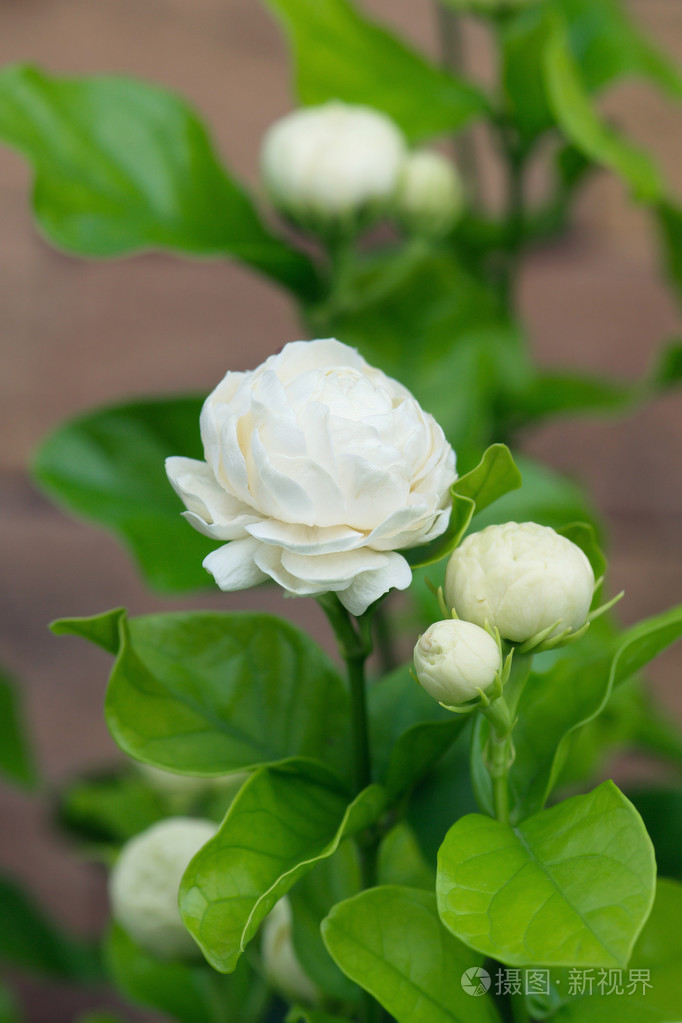 朵美丽的茉莉花与叶