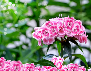 夏天景观和香石竹花