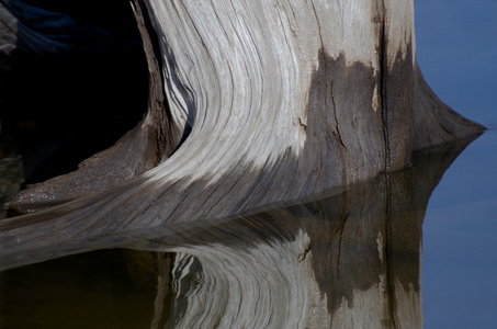 天然抽象风化漂流木反映在水中