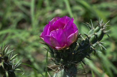 仙人掌花