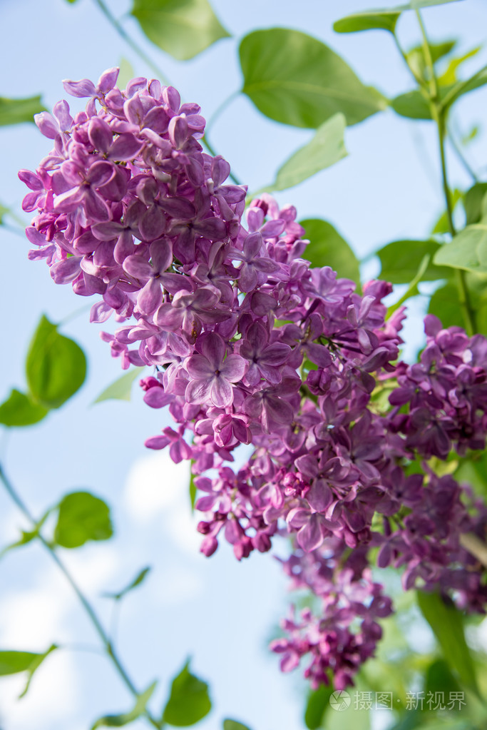 紫丁香
