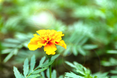 橙色法国金盏花Tagetes Patula