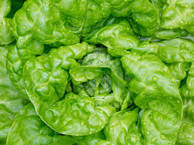 rosso 生菜叶用莴苣从上面白色绿色的橡树叶生菜从上面白色叶用莴苣或