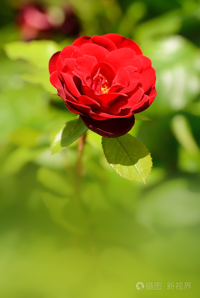 美丽的玫瑰的特写照片