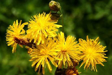 Hawkbeard 植物，花黄色