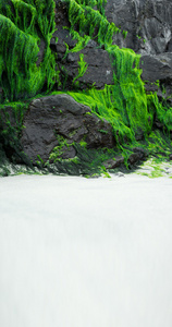 生长在海边岩石上的海藻
