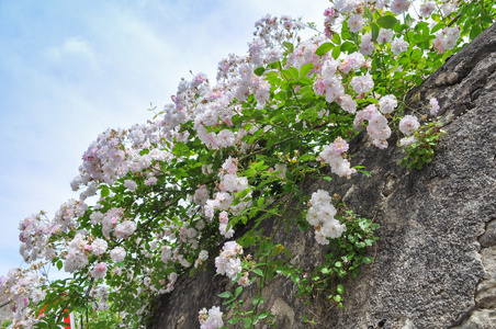 野生玫瑰花卉