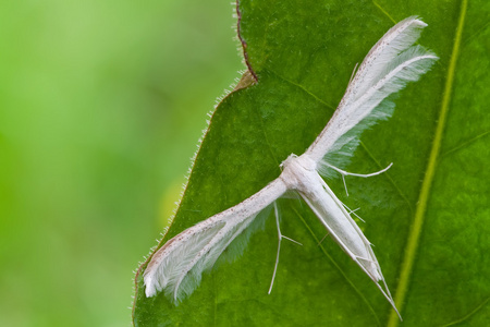 pterophorus 穿山甲消