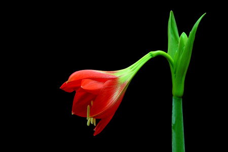 美丽的花朵的红色喇叭花图片