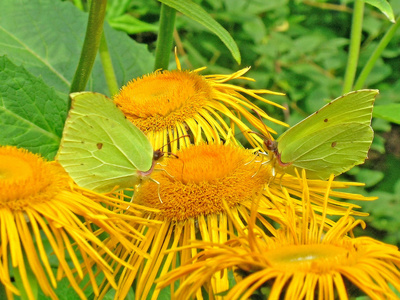 两个 brimstones 蝴蝶