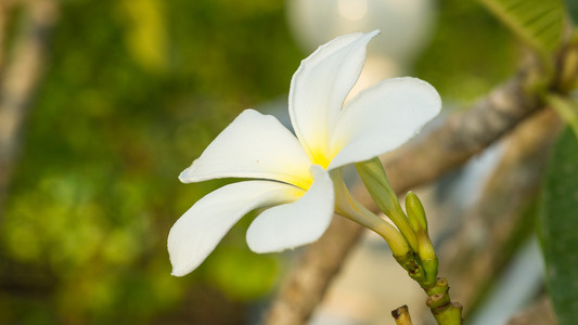 梅香鲜花