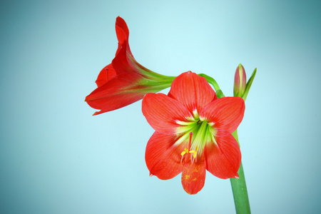 美丽的花朵的红色喇叭花图片