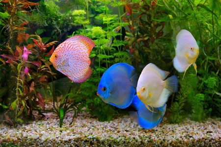 铁饼 (七彩) 在水族馆,淡水的鱼原产于亚马逊河流域的多色鲷照片