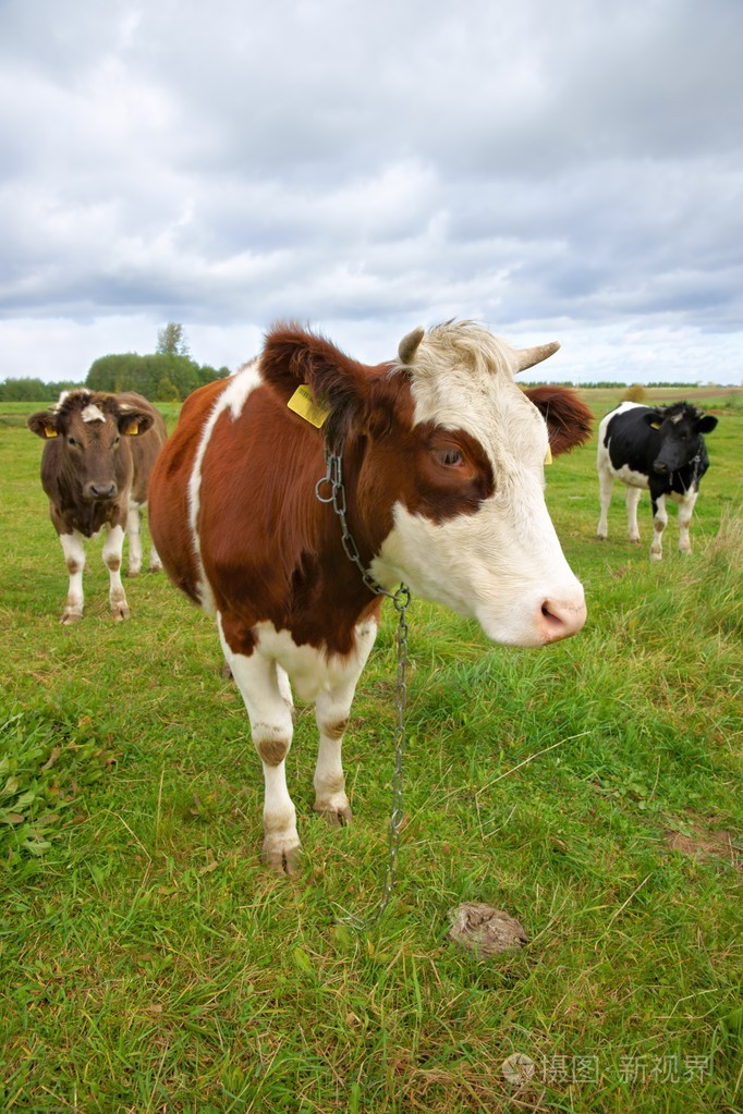 牛三头牛在牧场每个不同的颜色