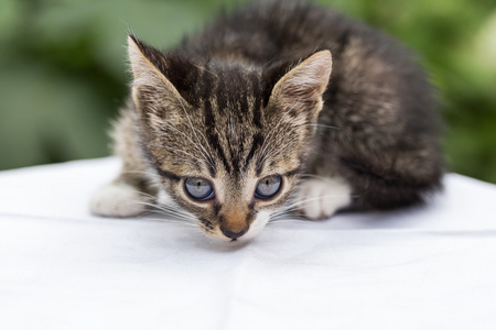 特写塔比小猫黑白照片