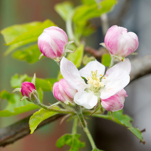 苹果花在白色背景上的春天。软焦点