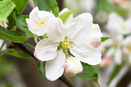 苹果花在白色背景上的春天。软焦点