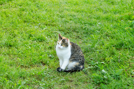 塔比小猫与白色的脖子在花园的草