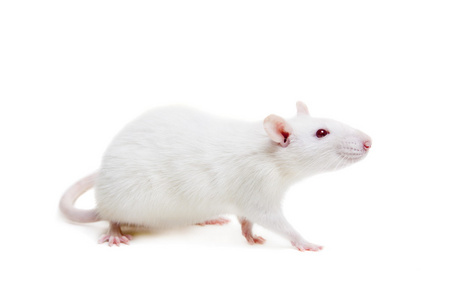 白色衬底上的白色的实验室老鼠