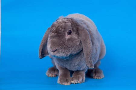 折叠的兔子雷克斯繁殖蓝灰色折叠兔子照片