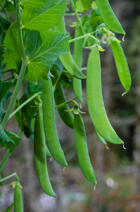 绿色豌豆荚豌豆植物