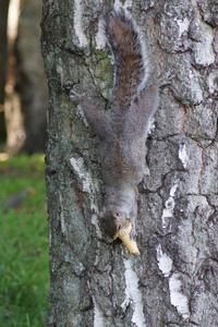 灰色松鼠中型松鼠 carolinensis