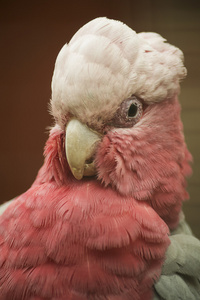 粉红鹦鹉